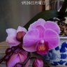 はなもり 的头像