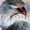 Profilbild von Abujudi