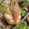 Rudehamster 的头像