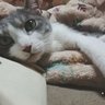 Profilbild von ねこ時々ネコ