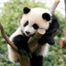 CeYCeY 的头像