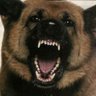 BigDog658 的头像