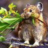 avocado lemming 🥑 profil fotoğrafı