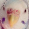 ♡ねね丸もも丸ママ♡ 的头像