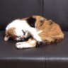 めめすけ profil fotoğrafı