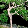 EarthGoddess's profile picture