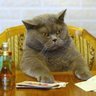 Felinus Interceptor's profile picture