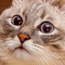 Profilbild von Cat