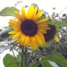 Profilbild von 🌻Theresa🌻