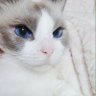 Profilbild von Tsuruga A Sounding