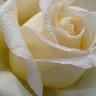 Vanilla Rose profil fotoğrafı