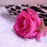 وجد الخليج profil fotoğrafı