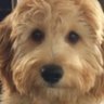 JD's profile picture