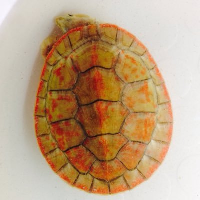 どよう's profile picture