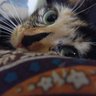 Kitishin's profile picture