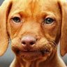 Pedro the Voder's profile picture