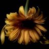 Фото профиля ما شاء الله