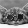 Profilbild von το γατί ^..^ ★