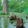 Swamp Marsh's profile picture