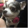 Lotus @ No War's profile picture