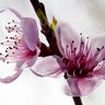 Фото профиля La Pluma de Ma´at