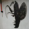 vsun1's profile picture