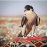 مناحي السبيعي profil fotoğrafı