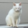 Nyatora's profile picture