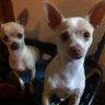 thetacotwins's profile picture