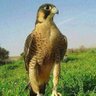 Profilbild von أبو خالد الصاعدي