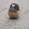 Profilbild von bichinho de fora e dentro do aquario