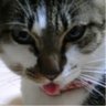 ネコ(縁:ENISHI) profil fotoğrafı