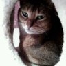 ちー's profile picture