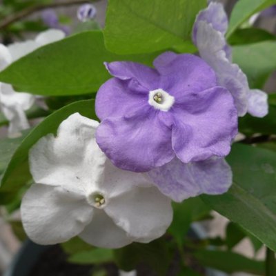 Gloria Rubin's profile picture