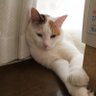 パールピアス's profile picture