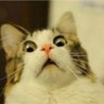 Charles the Cat™'s profile picture