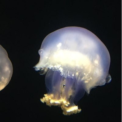 Scorpio96831262's profile picture
