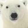 Фото профиля PolarBearPhil