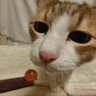 茶ぽん profil fotoğrafı