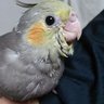 おかめんこ's profile picture