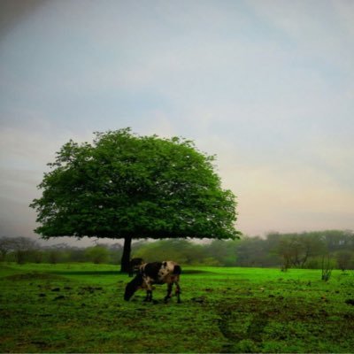 بنت صلاله's profile picture