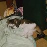 Фото профиля べねま琴猫🌈