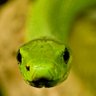 Mamba Verde profil fotoğrafı
