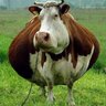 Profilbild von TheCyberSecurityCow