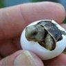 Фото профиля Tortuga