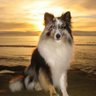 Profilbild von oceangirl