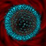 Clonal Antibody 🌹's profile picture