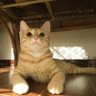 Frey轰轰 profil fotoğrafı