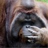Stop oli de palma's profile picture