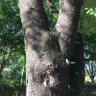 くりす 的头像